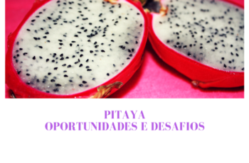 Pitaya, oportunidade e desafio!!!